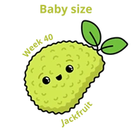 Baby size at 40 weeks jackfruit