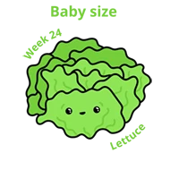 Baby size at 24 weeks lettuce