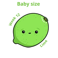 Baby size at 12 weeks lime