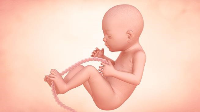 24 Weeks Pregnant Baby Size Symptoms Tips Enfamil