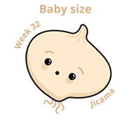 Baby size at 32 weeks jicama