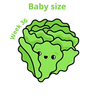 Baby size at 36 weeks romain lettuce
