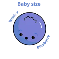 Baby size at 7 weeks blueberry