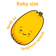 Baby size at 22 weeks spaghetti squash