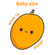 Baby size at 19 weeks mango