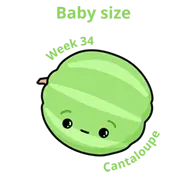 Baby size at 34 weeks cantaloupe