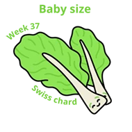 Baby size at 37 weeks swiss chard